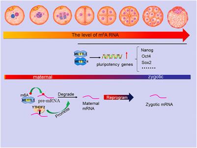 Genetic Regulation of N6-Methyladenosine-RNA in Mammalian Gametogenesis and Embryonic Development